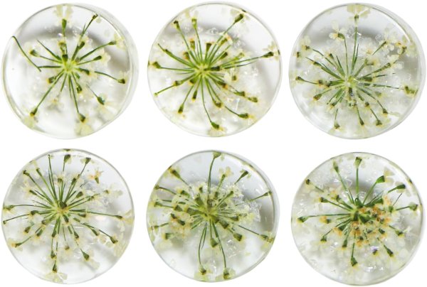 画像1: 足つきボタン ドライフラワー【アイボリー】6個入り 白 花【16mm】手芸 樹脂製 可愛い おしゃれ きらきらぷんぷん丸 B-1202 (1)