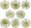 画像1: 足つきボタン ドライフラワー【アイボリー】8個入り 白 花【12mm】手芸 樹脂製 可愛い おしゃれ きらきらぷんぷん丸 B-1205 (1)