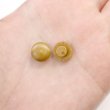 画像6: ウッドボタン 足つき キノコ型【ブラウン】ボタン ナチュラル シャツボタン ウッド ブラウン 木目 木製 手芸 20個入り【11mm】ボタンマート B-425 (6)